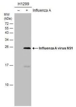 Influenza A H1N1 NS1 Antibody (GT1653) - (A/WSN/1933), Novus Biologicals 100 &mu;g | Buy Online | Novus Biologicals | Fisher Scientific